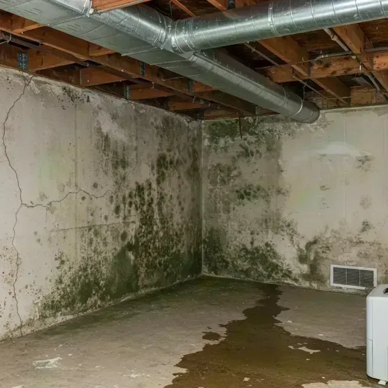 Professional Mold Removal in Blue Hills, CT